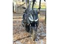 Sahibinden Yamaha X-Max 250 Tech Max 
