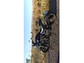 Sahibinden Regal Raptor Pilder 250