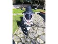 Sahibinden Honda PCX125