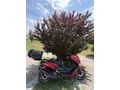 Sahibinden Kuba Chia 125 ACİL 