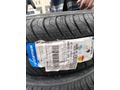Kara panter yuvadan çıktı