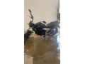 Sahibinden Lifan EM150L