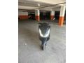 Sahibinden Honda PCX125 