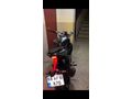 Sahibinden RKS SRK 125-S 