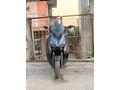 Sahibinden Yamaha X-Max 250 ABS 