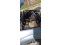 Sahibinden Ford Focus 1.6 Collection 2005 Model  212.000 km Mavi