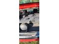 Sahibinden Renault Clio 1.2 Authentique 2005 Model