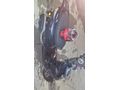 Bayandan Temiz Kuba space 50 pro