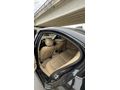 EMSALSİZ DEĞİŞENSİZ F30