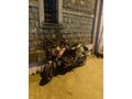 Sahibinden KTM 200 Duke ABS 