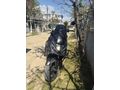 Sahibinden RKS Newlight 125 Pro 