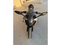 Sahibinden CFmoto 250SR 