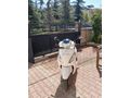 Sahibinden PAZARLUKSIZ TVS Jupiter 125
