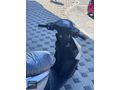 VOLTA PS3 50cc 6/8 AY TAKSİT KAPIDA ÖDEME SEÇENEĞİ