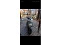 Bluebird pro sahibinden