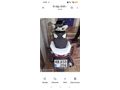 Sahibinden Honda PCX125 DX