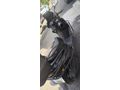 Sahibinden RKS Newlight 125 Pro