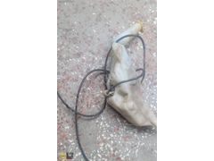 Opel Astra G Silecek Suyu Deposu GM ORJİNAL MOTORLU 2000-2009