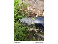 Honda CBF 150 devredemiyorum