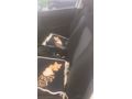 Sahibinden Fiat Egea 1.4 Fire Easy 2019 Model 