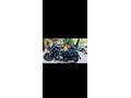 Sahibinden Benda Motor Rock 250