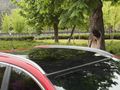 Galeriden Renault Kadjar 1.2 TCe Icon 2017 Model Ankara