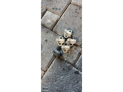 Renault Laguna kapı kilit karşılıkları