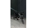 Sahibinden CFmoto 250NK 