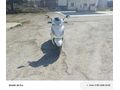 Sahibinden TVS Jupiter 125
