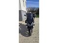 Sahibinden RKS Blade 250 Aydın