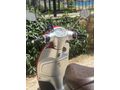 Sahibinden Motolux Macchiato 125 