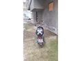 Sahibinden Kuba Trendy XC 80 CC