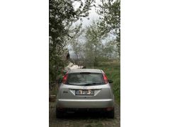 Sahibinden Ford Focus 1.6 Ghia 1999 Model 