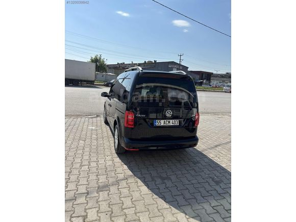 Bakımlı diri kara kedi