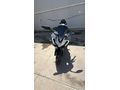 Sahibinden CFmoto 250SR