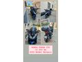 Sahibinden Honda Forza 250 (NSS250) 