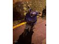 SET MOTORS 2022 YAMAHA YZF R25