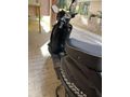 Sahibinden SORUNSUZ VE BAKIMLI 50 CC MOTOR ( HEDİYELİ )