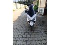 mondial scooter sıvı soğutma