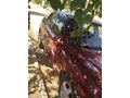Sahibinden Opel Vectra 2.0 CD 1998 Model