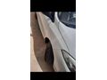 Sahibinden Renault Fluence 1.5 dCi Joy 2013 Model