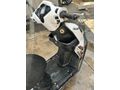 Sahibinden Falcon Mocco 50 