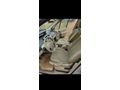 Sahibinden Renault Scenic 1.5 dCi Privilege 2008 Model 