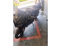 Sahibinden Honda CB 250 R Aksaray