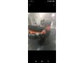 Sahibinden Loncin XWolf 300