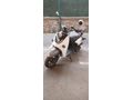 Sahibinden Kuba Trendy 50 (80cc)