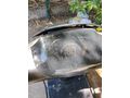 Sahibinden Falcon Quick 50