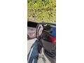 Sahibinden Chery Tiggo 8 Pro Max Exceptional 2025 Model 