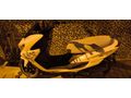 Sahibinden RKS Newlight 125
