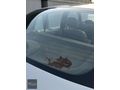 2004 RENAULT CLİO 1.4 8V ALİZE SEDAN KLİMALI